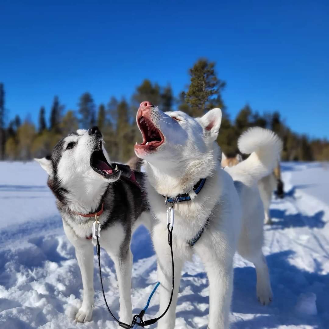 Svartskogen Experience